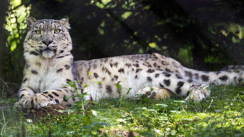 Irbis, glance, predator, big cat, animal, grass, HD wallpaper | Peakpx