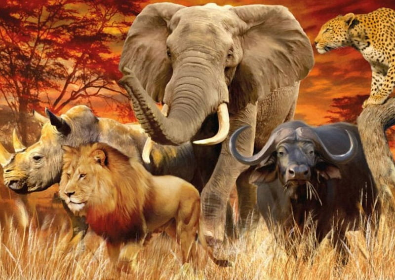 The Big Five, nature, animals, wild, sahara, HD wallpaper | Peakpx