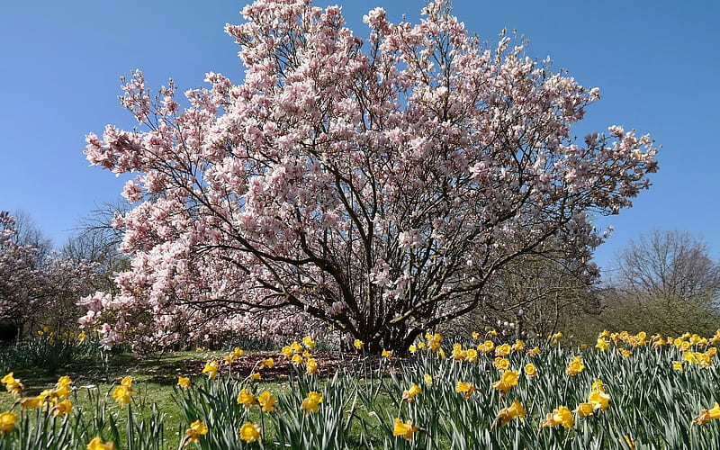 Magnolia and Daffodils, tree, spring, magnolia, daffodils, flowers, HD wallpaper