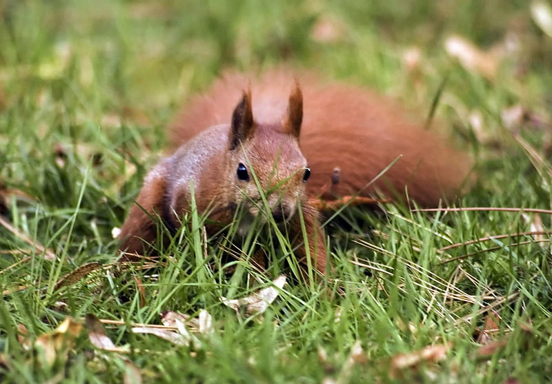 Red Squirell, rat, red, tree, squirell, HD wallpaper