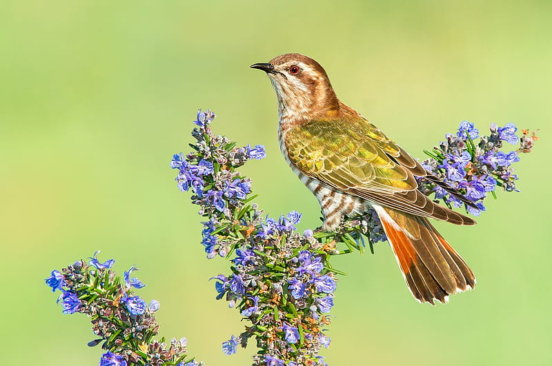 Cuckoo, bird, orange, green, pasari, flower, blue, HD wallpaper