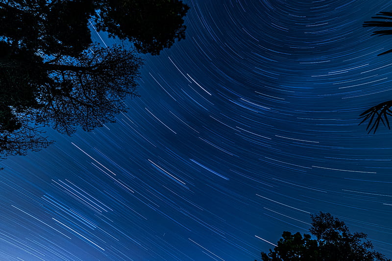 star trail, night, trees, long-exposure, graphy, Nature, HD wallpaper