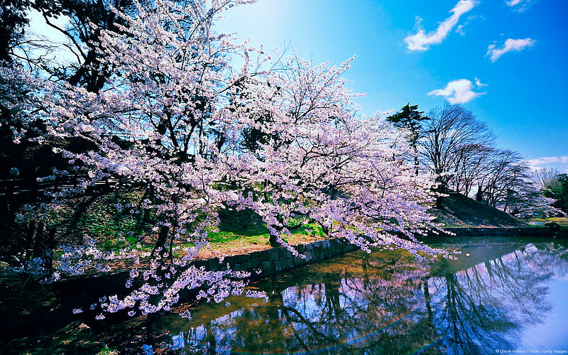 Cherry Trees of Hirosaki Castle (Japan), japan, blossom, lovely, cherry, HD wallpaper