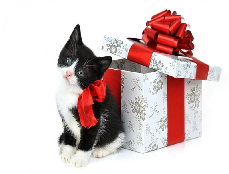 I am yours, present, christmas, holiday, kittens, bow, cats, animals, HD wallpaper