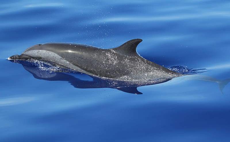 Dolphin Ultra, Animals, Sea, Water, Dolphin, Guam, MarianaIslands, PantropicalSpottedDolphin, StenellaAttenuata, HD wallpaper