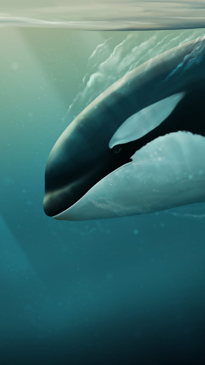 Diving Deep, ocean, orca, underwater, whale, HD phone wallpaper