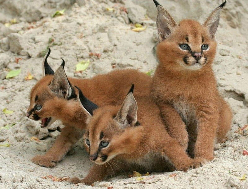 Bobcat cubs, cute, cubs, bobcat, lynx, HD wallpaper