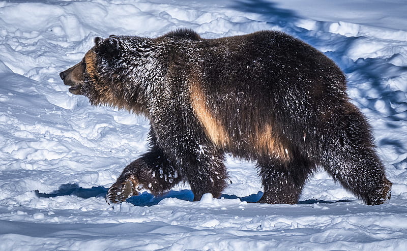 Bears, Bear, Grizzly, Snow, Wildlife, HD wallpaper