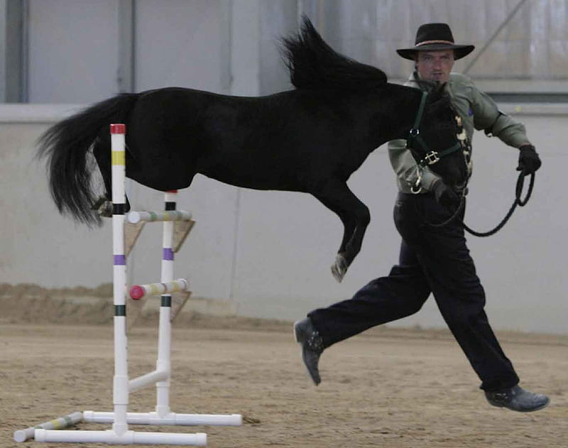 Miniature Horse Jumping Event, miniature, jumping, equus, horse, event, HD wallpaper