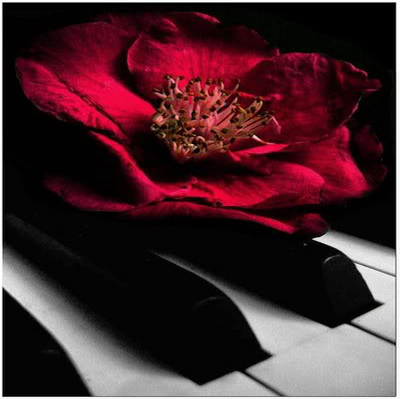 wild rose, crimson, rose, piano, wild, HD wallpaper