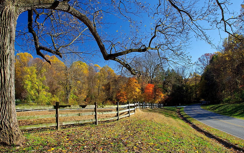 autumn pasadora, fence, tree, HD wallpaper