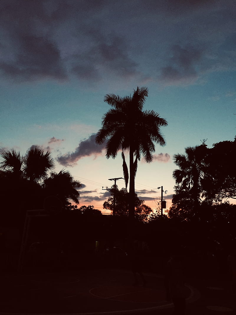 Palmera, sunset, puesta de sol, parque, cancha, baloncesto, HD phone wallpaper