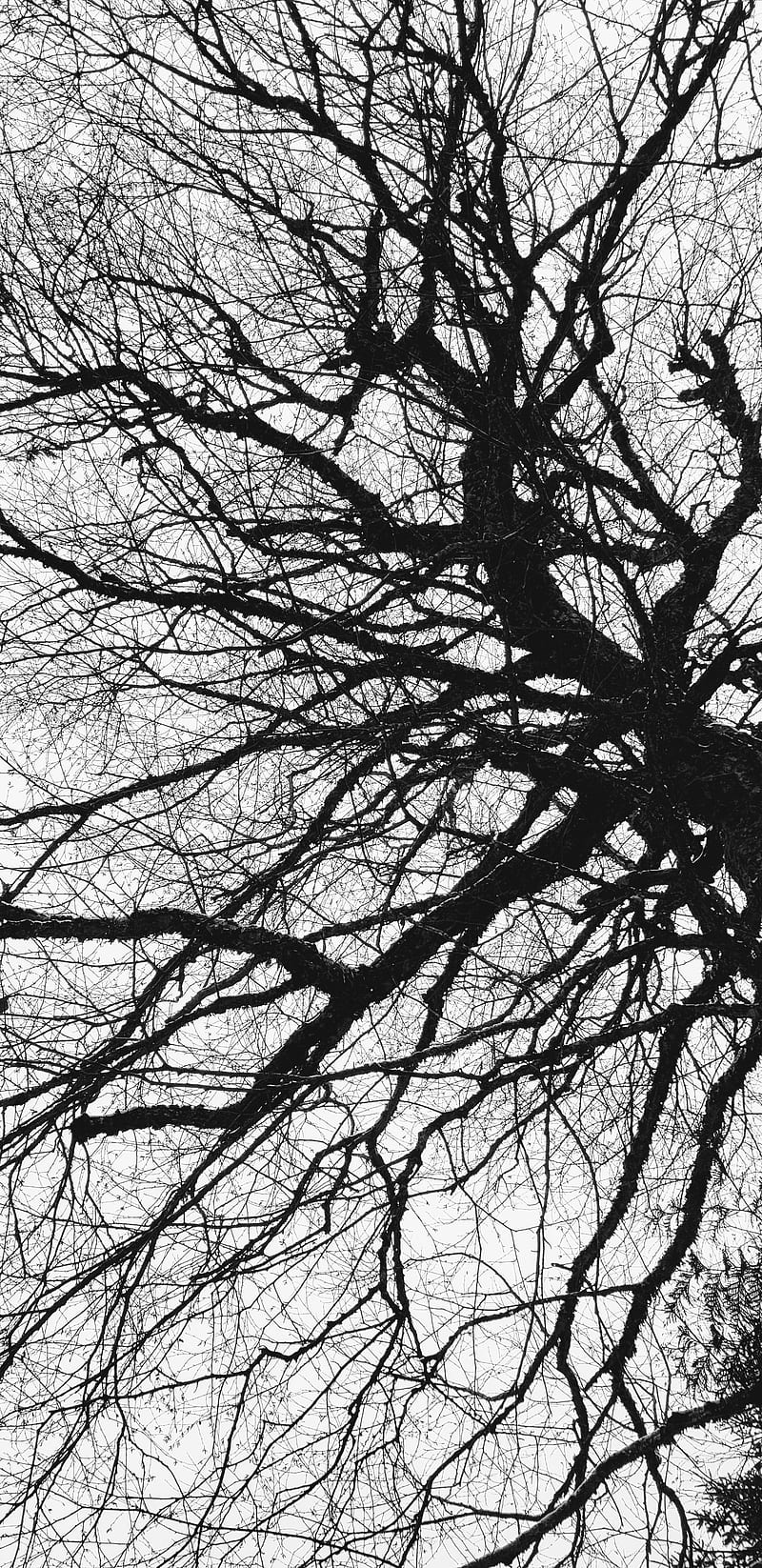 Dead tree, dark, souls, love, sunset, darkness, forest, nature, HD phone wallpaper