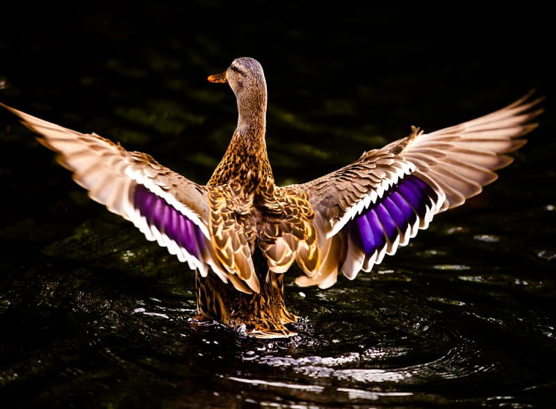 Duck Takes Flight, duck, takes, wild, flight, HD wallpaper