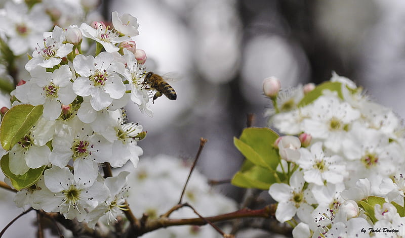 Busy Bee 7, Bee on flower, Flower, Bee, nice day, Honeybee, spring, HD wallpaper