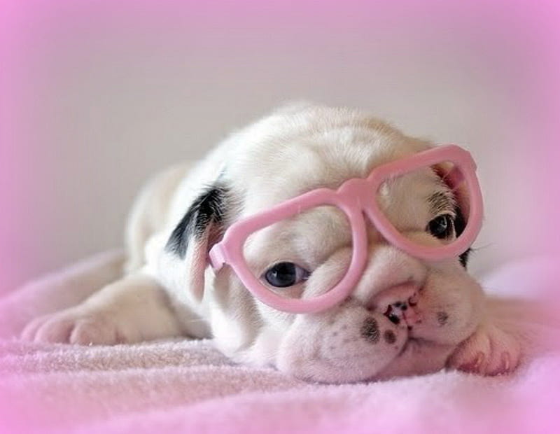 Cutie, cute, glasses, funny, white, pink, puppy, dog, animal, HD wallpaper