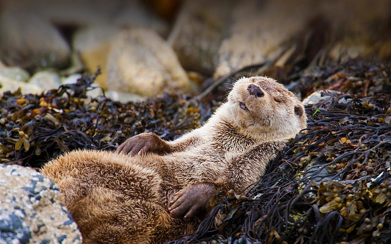 otter, river, laziness concepts, relaxation, wildlife, Scotland, HD wallpaper