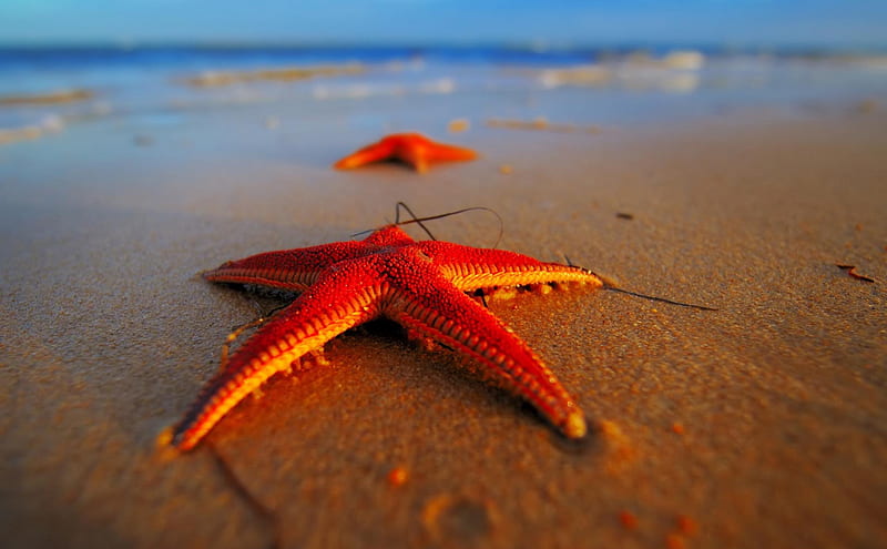 RED STARFISH, beach, sand, love, beauty, nature, sunset, HD wallpaper
