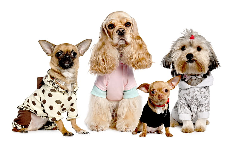 famélico El principio Adaptación Modelos de mascotas, lindo, bonito, disfrazado, perros, Fondo de pantalla  HD | Peakpx