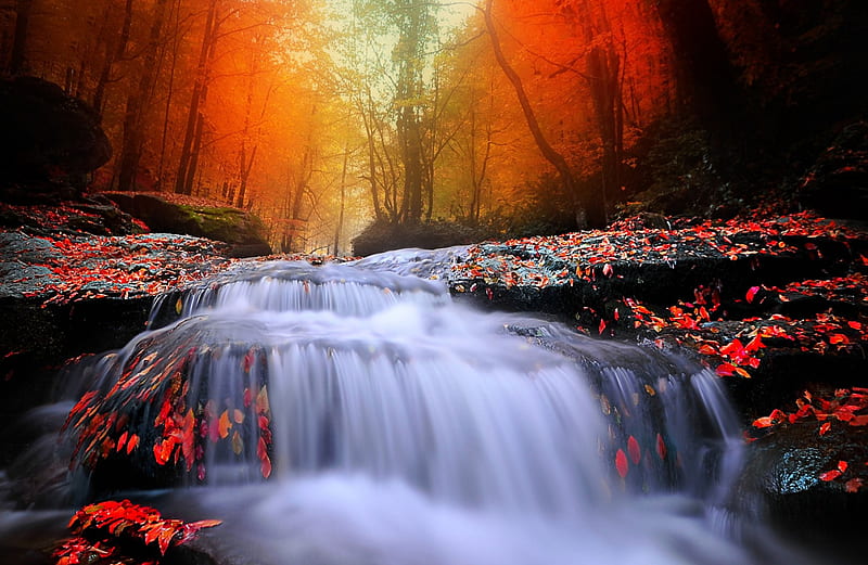 Autumn Leaves That The Wind Blows, red, forest, autumn, colors, yellow, bonito, creek, waterfalls, mist, leaves, HD wallpaper