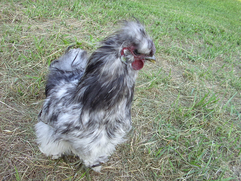 Fluffy The Rooster, farm, rooster, silkie, chicken, HD wallpaper