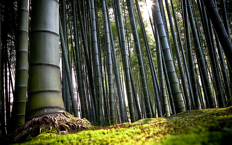 Bamboo forest, forest, nature, trees, bamboo, HD wallpaper