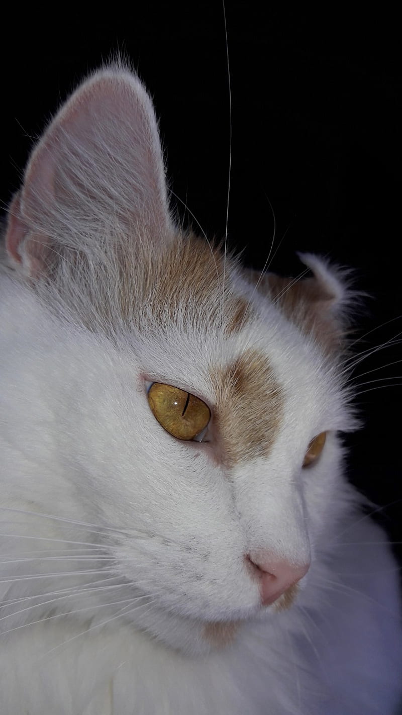Bacardis Mug, cat, close up, cool, eyes, face, feline, kitty, look, orange, graph, whiskers, HD phone wallpaper