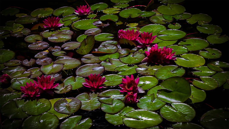 Water Lily Pond, Firefox theme, pond, flowers, pool, water lilies, HD wallpaper Water Lily Pond, Firefox theme, pond, flowers, pool, water lilies, HD wallpaper
