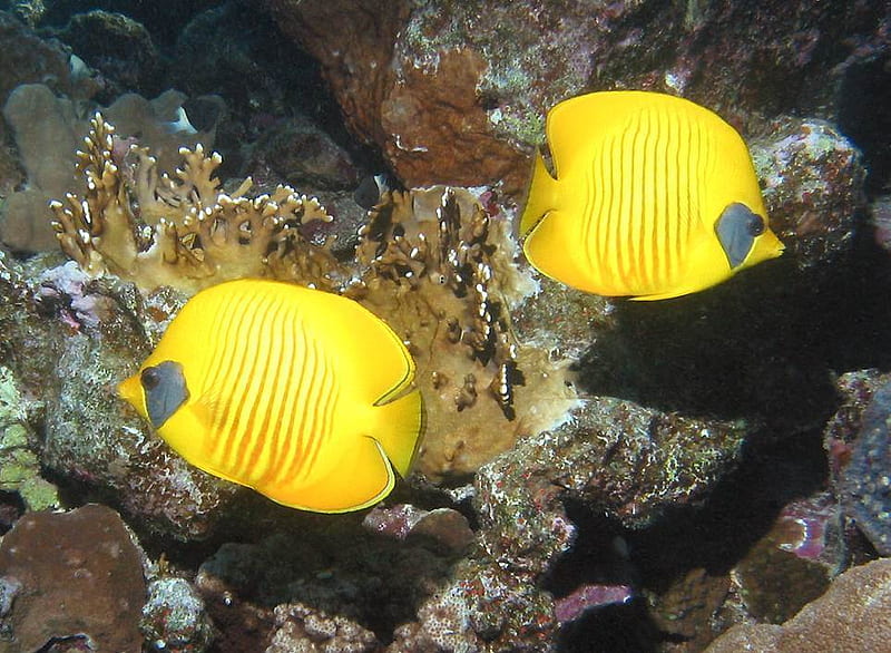 Butterfly Fishes, yellow, two, fish, HD wallpaper