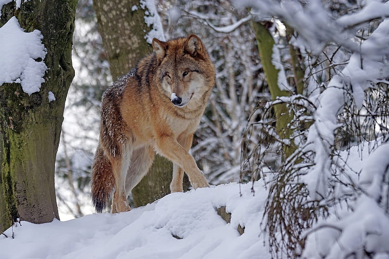 Mongolian Winter Wolf, dangerous, predator, snow, mongolian, wolf, trees, animal, winter, HD wallpaper