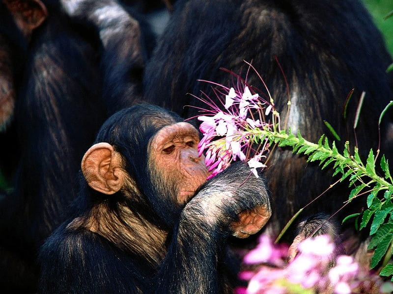 Chimpanzees Monkey, monkey, chimpanzees, macaco, animals, HD wallpaper