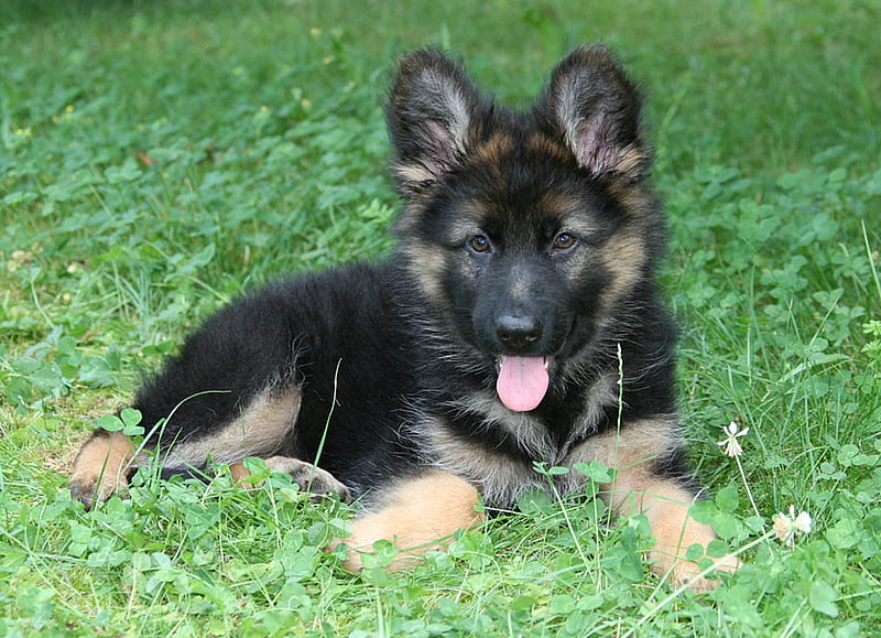 schaefer puppy, cute, german shepherd, domestic, schaefer, dogs, puppy, dog, HD wallpaper