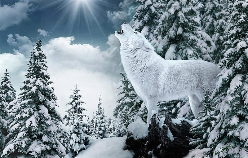 Llamando, lobo, blanco, nieve, invierno, Fondo de pantalla HD | Peakpx