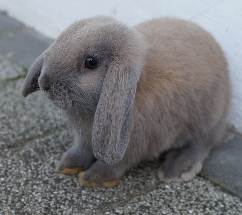 Bunny Rabbit, animal, cute, easter, pet, HD wallpaper