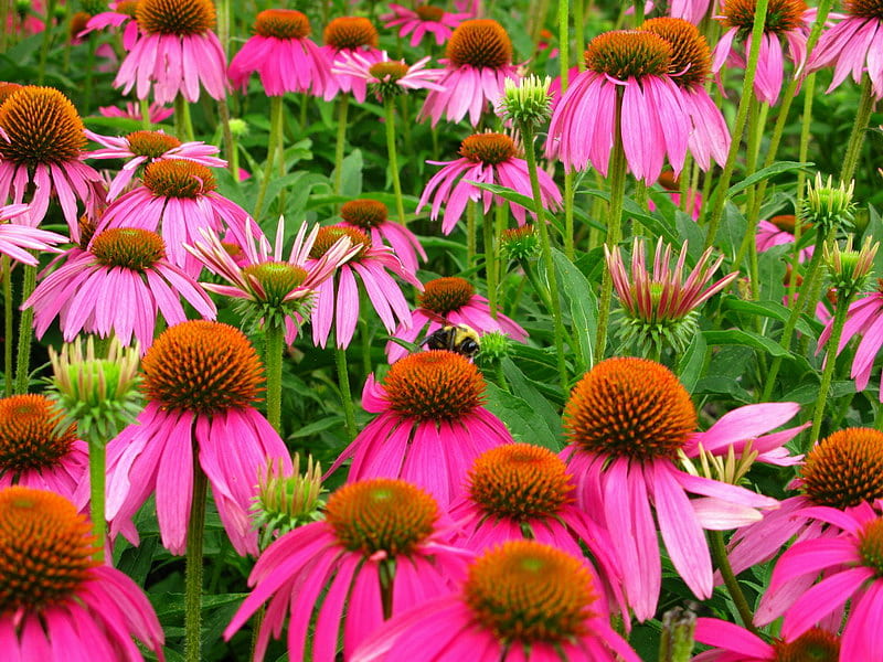 BUMBLE BEE ON CONE FLOWER, bee, flowers, bumble, pink, HD wallpaper