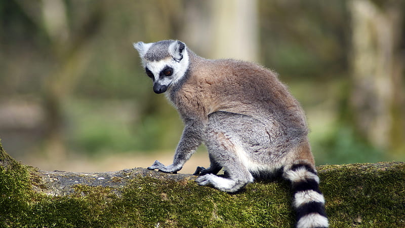 Ring Tailed Lemur, cute, zoo, lemur, animals, outdoors, HD wallpaper