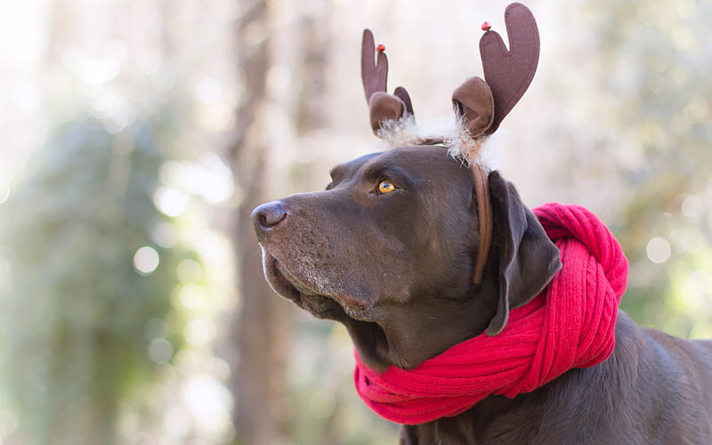 Vizsla, Hungarian dog, brown dog, dog hat, deer antler, pets, HD wallpaper