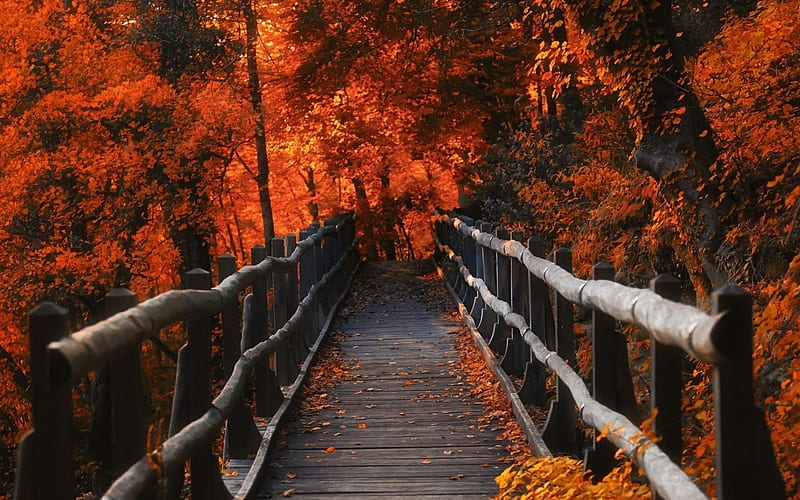 Autumn Bridge Leaves Wood Colored Fall Bridge Walk Hd Wallpaper