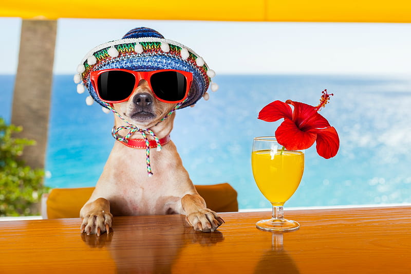 :D, red, colorful, bar, paw, caine, yellow, sea, hat, sunglasses, beach, summer, flower, drink, funny, dog, blue, HD wallpaper