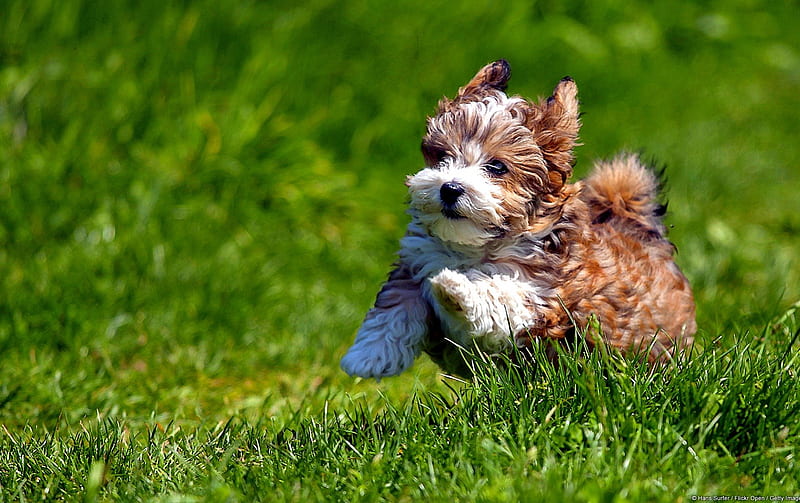 CUTE HAVANESE PUPPY, runs, cute, sturdy dog, cheerful, Havanese, grass, intelligence, puppy, HD wallpaper