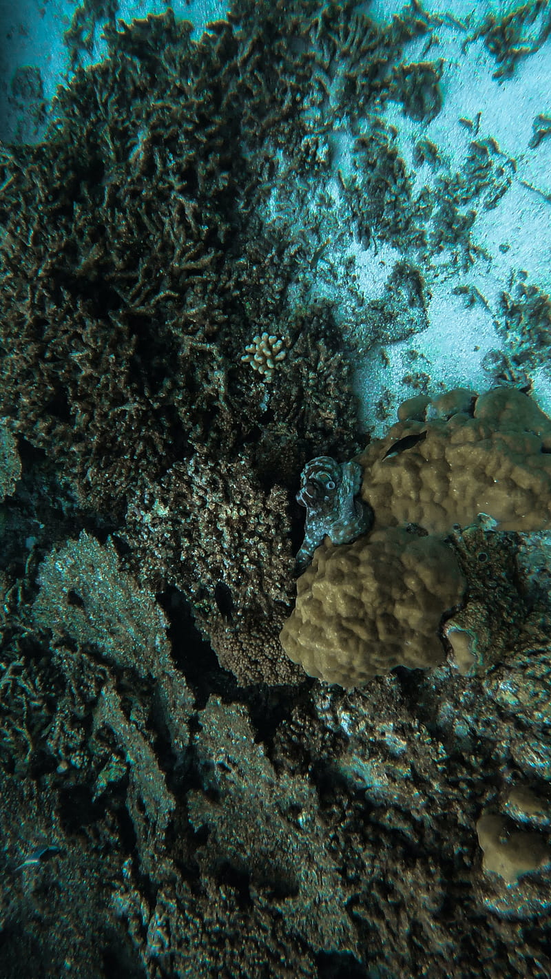 octopus, corals, algae, underwater world, HD phone wallpaper