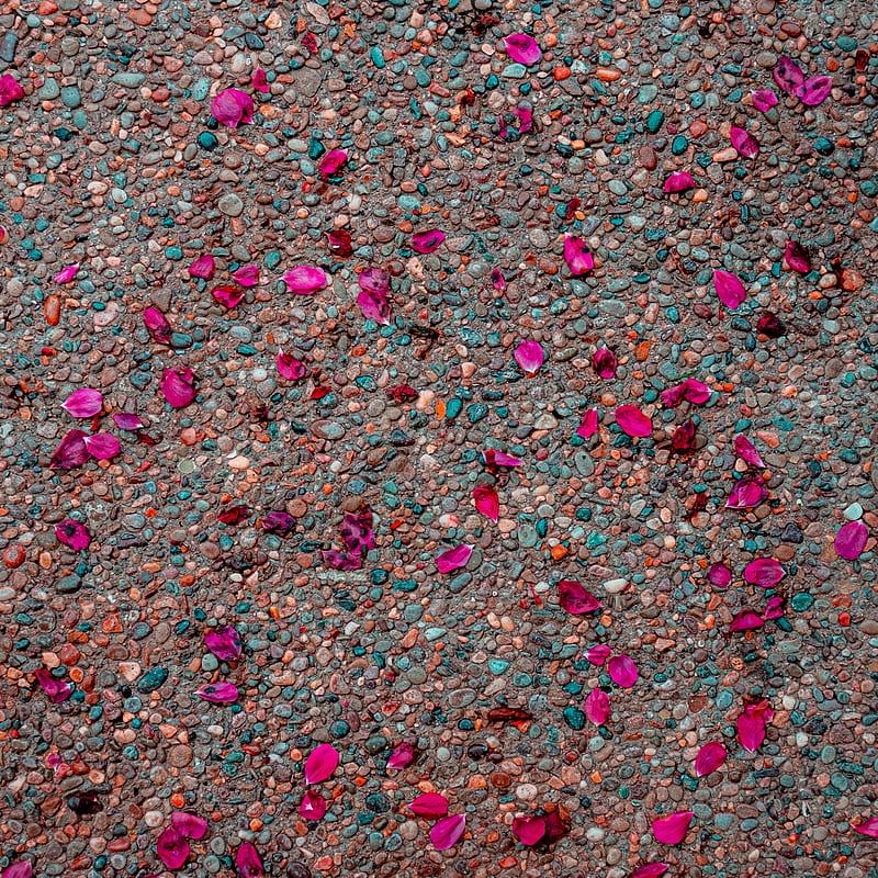 asphalt, petals, pebbles, colorful, HD phone wallpaper