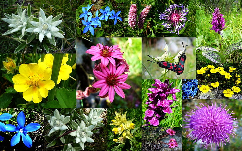 Colorful Symphony, grass, zen, yellow, adorable, mountain, nice, butterfly, flowers, beauty, , lovely, wind, collage, alps, forces of nature, edelweiss, cool, snow, purple, france, mountains, bonneval, awesome, great, white, red, colorful, dreamy, vanoise, beautiful graphy, wild, calming, color, hot, pink, blue, gorgeous, tranquility, amazing, romantic, spring, butterflies, peace, flower, peaceful, savoie, nature, collages, HD wallpaper