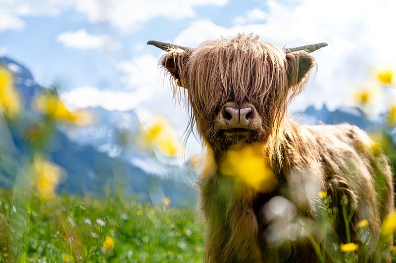 Animal, Cow, Highland Cattle, HD wallpaper