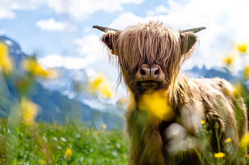Animal, Highland Cattle, Cow, HD wallpaper