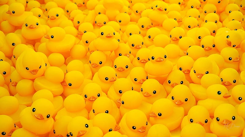 Lotsa Rubber Duckies, gold, ducks, rubber ducks, yellow, collage, rubber, toys, HD wallpaper