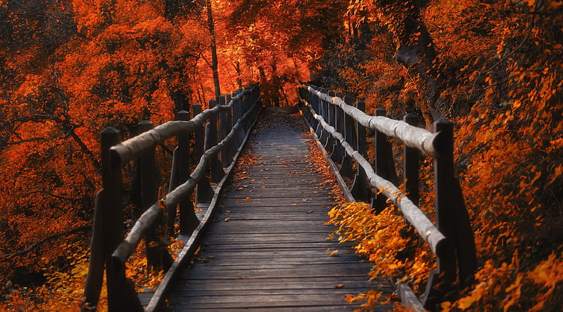 Autumn, Hike Ultra, Seasons, Autumn, Orange, Travel, Brown, Forest, Bridge, Fall, woodenbridge, HD wallpaper
