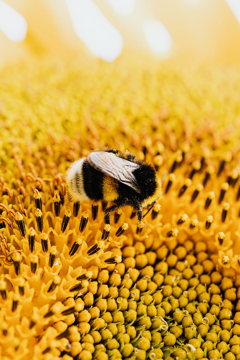 Bee on a Yellow Flower, HD phone wallpaper