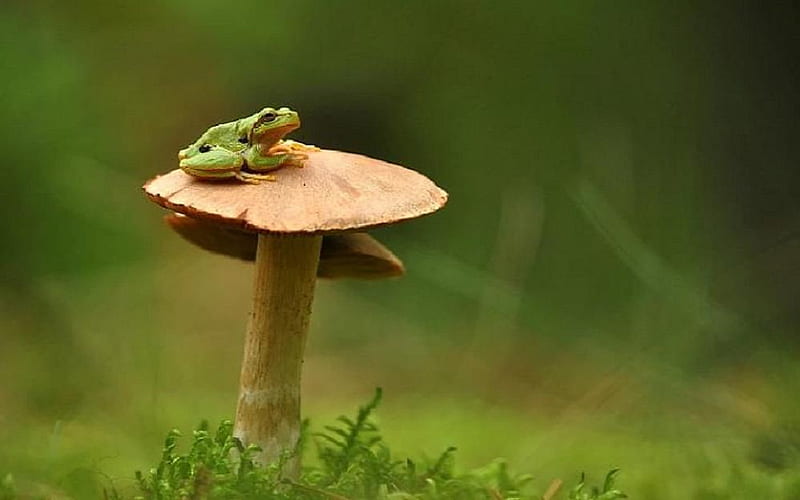 Frog on mushroom., frog, fungi, grass, mushroom, amphibian, HD wallpaper