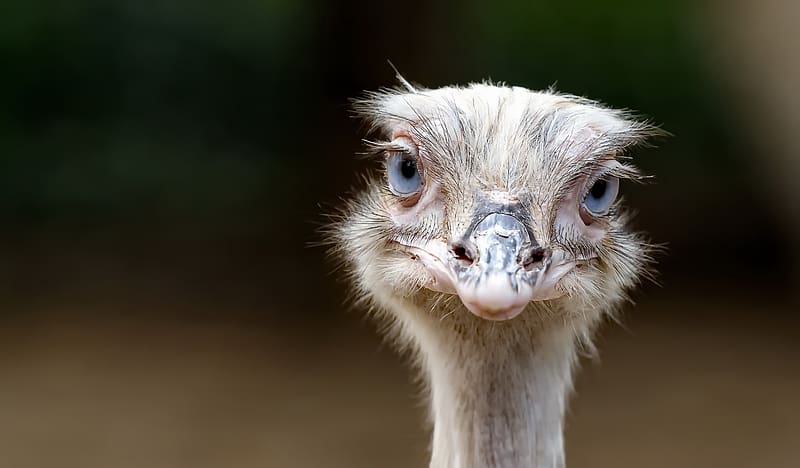 Ostrich, one, bird, pasari, nature, strut, eyes, face, HD wallpaper